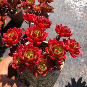 Sedeveria Letizia , Rare Live Succulent