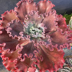 Echeveria &#39;Red Coral&#39;, seltene Lebende Sukkulente
