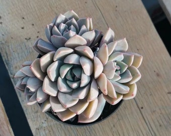 エケベリア プリティ イン ピンク 斑入り - 多肉植物 - Etsy 日本