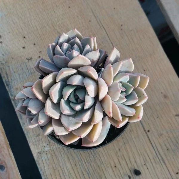 Echeveria Pretty in Pink, Rare Live Succulent