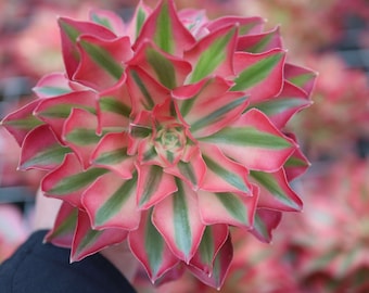 Bruja Rosa Aeonium, Suculenta Viva Rara