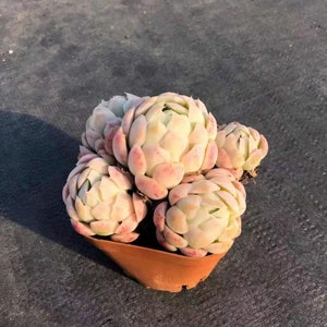 Echeveria &#39;Berry&#39; , Rare Live Succulent