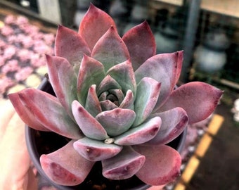 Echeveria colorata var. brandtii, Suculenta viva rara