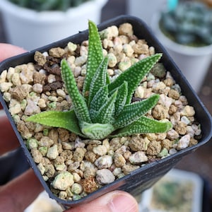 Haworthia Earth Star - Suculenta viva