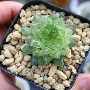Haworthia Cooperi Cuiyun Variegated - Live Succulent
