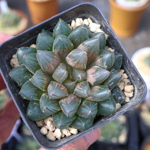 Haworthia Dragon Claw - Live Succulent