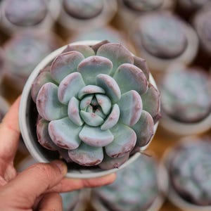 Echeveria orange monroe- Live Succulent