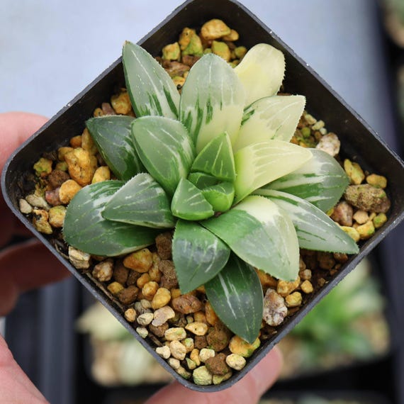 ハオルチア ハイデルベルゲンシス 斑入り - 生きた多肉植物 - Etsy 日本