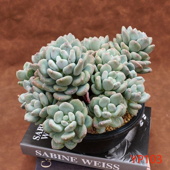 Echeveria Coffee Beauty - Live Plants, YP103 - Etsy Israel