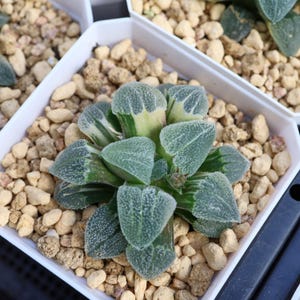 Graptopetalum mendozae variegated - Live Succulent