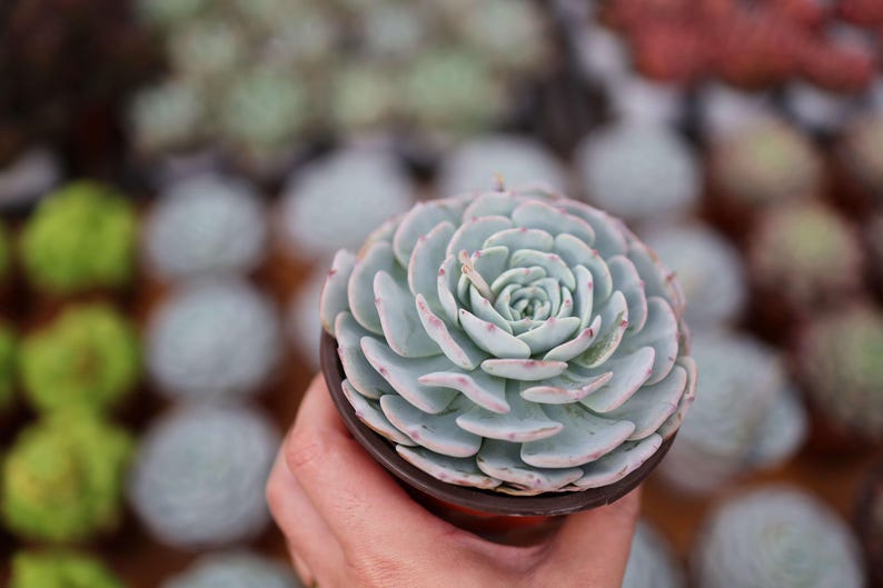 LINshenHK Echeveria Mont Blanc - Thumbnail 3