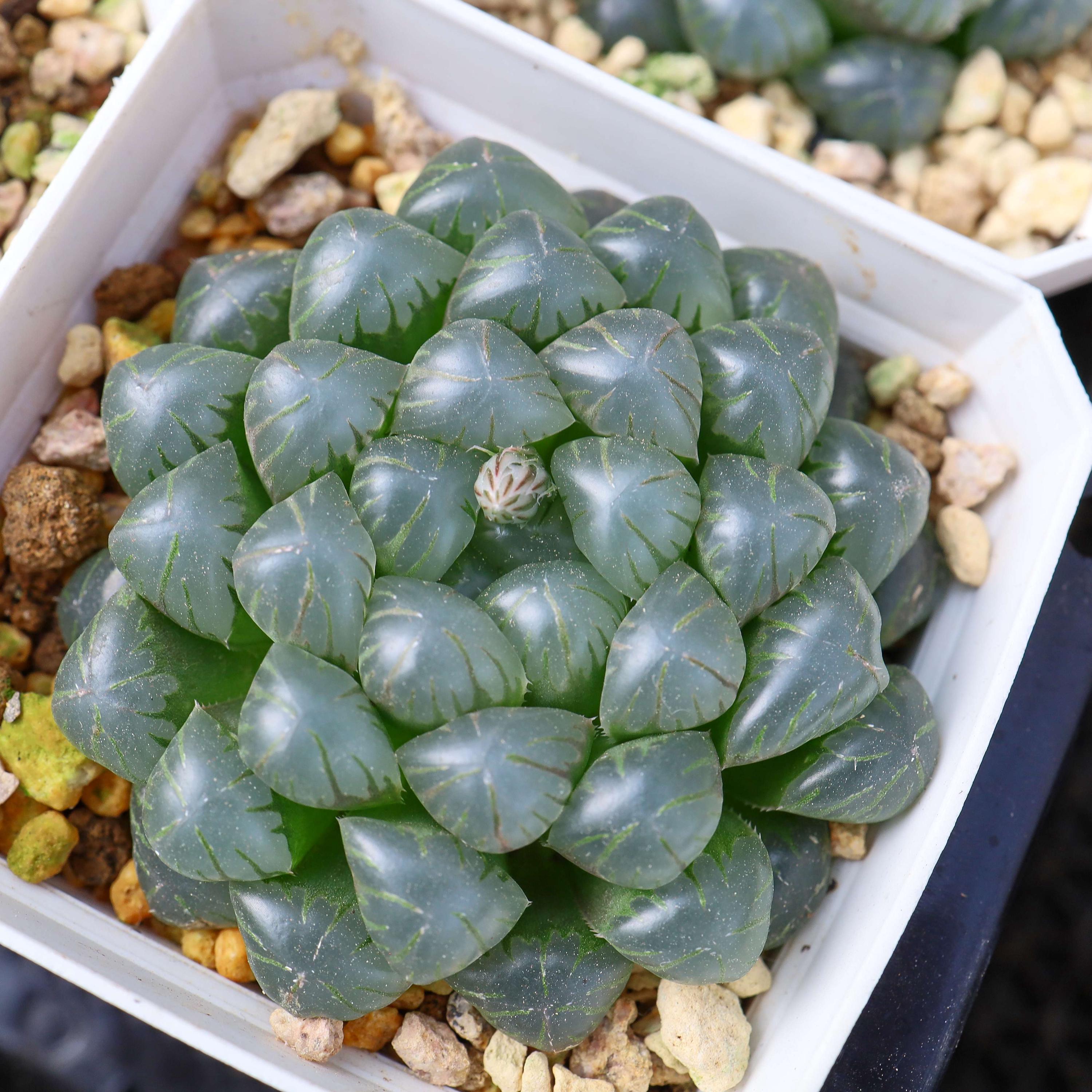 ハオルチア アイス ランタン - 生きた多肉植物 - Etsy 日本