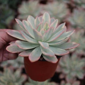 Echeveria &quot;wide Luella&quot; Variegated- Live Succulent