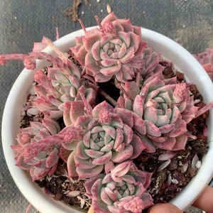 Echeveria &#39;Frost Flower&#39;, Rare Live Succulent