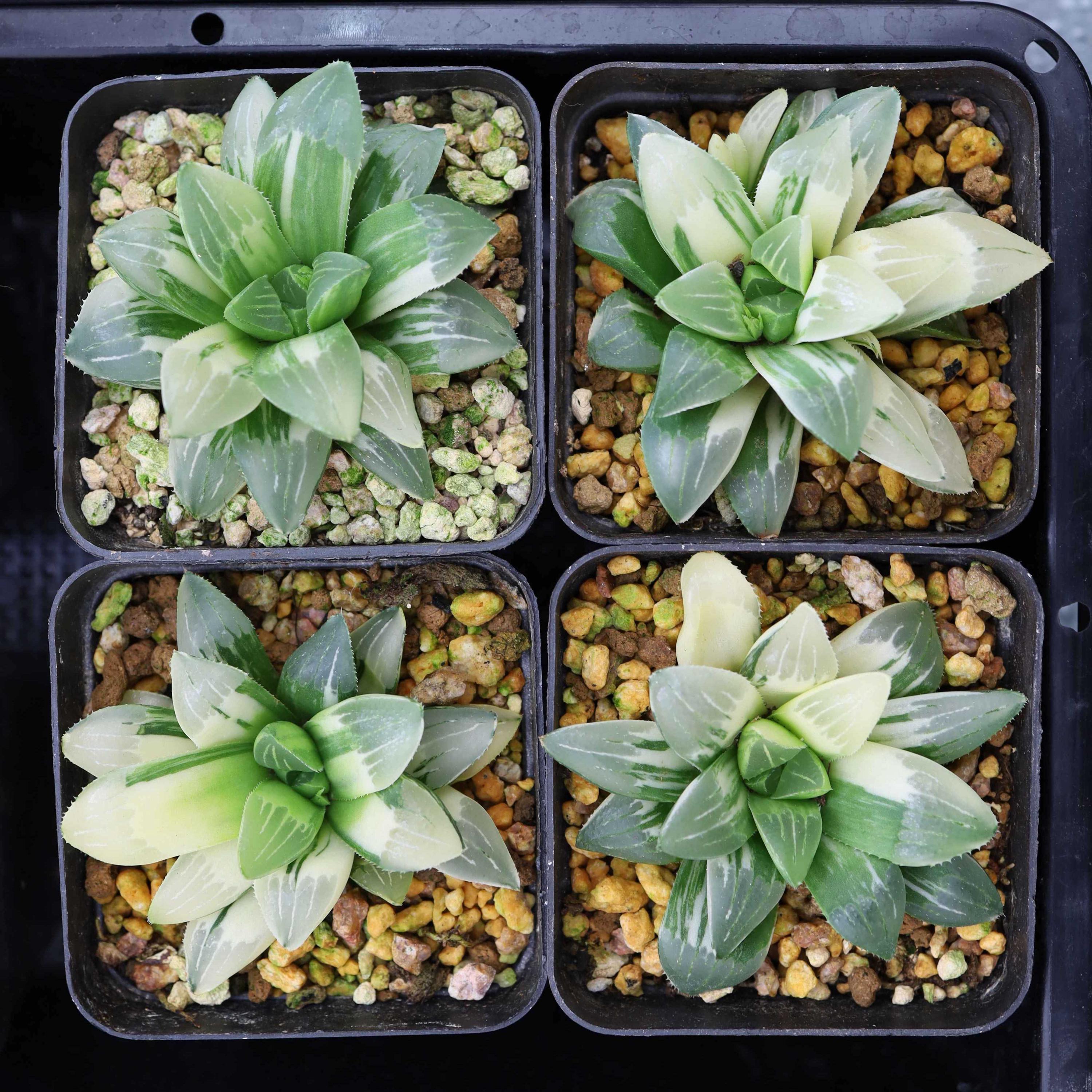 ハオルチア ハイデルベルゲンシス 斑入り - 生きた多肉植物 - Etsy 日本