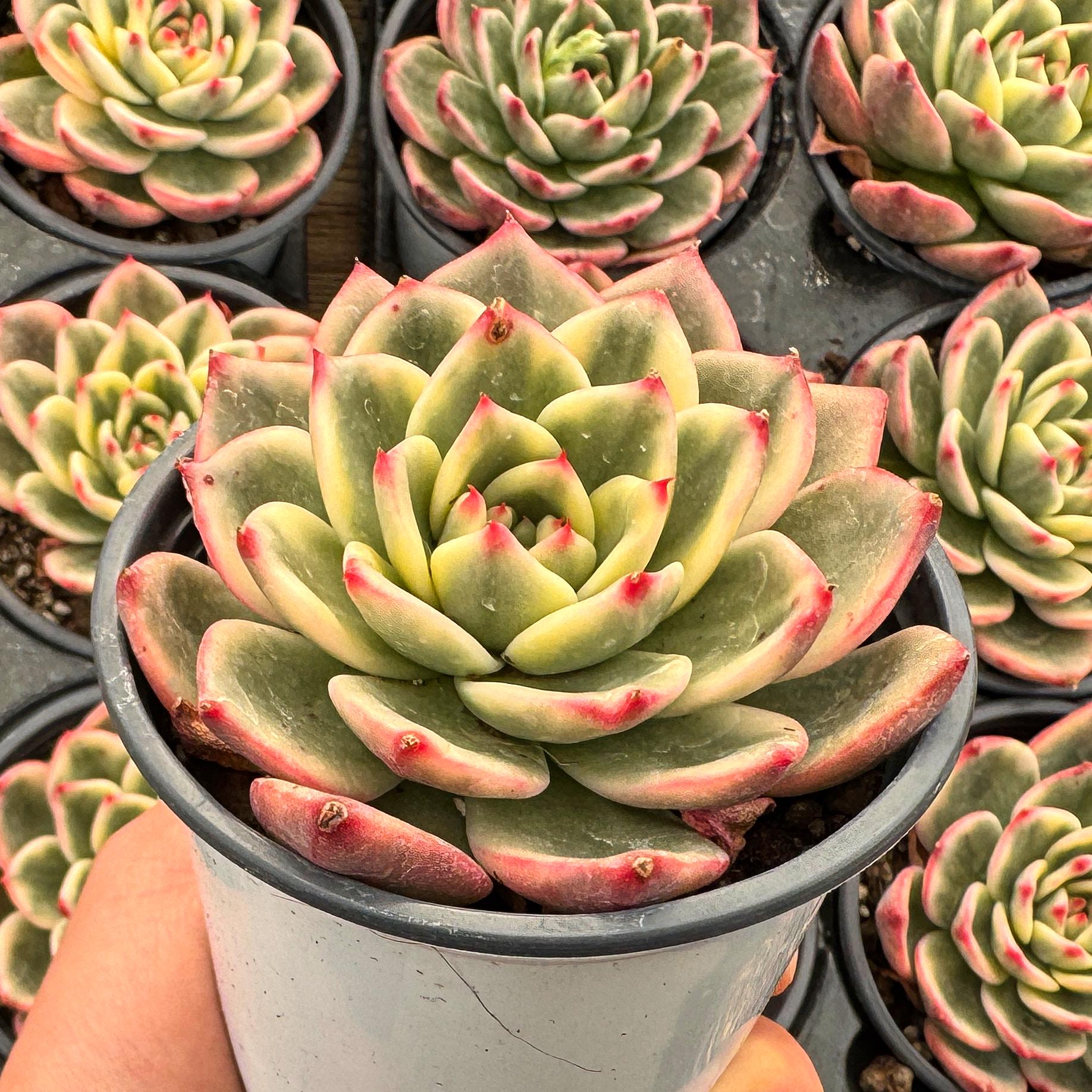 Echeveria Azure Variegated - Live Succulent - Etsy