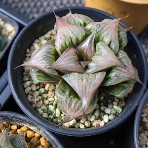 Echeveria Liangzi Pattaya - Live Succulent
