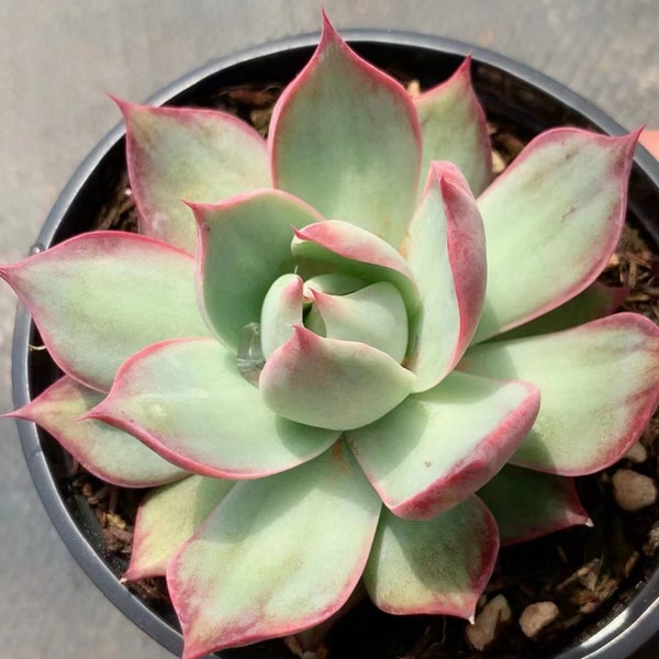 Echeveria Agavoides 'Casio', Rare Live Succulent