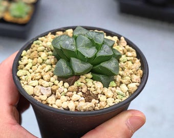 ハオルチア カンタロープアイランド | 鉢植えコレクション - 屋内外の