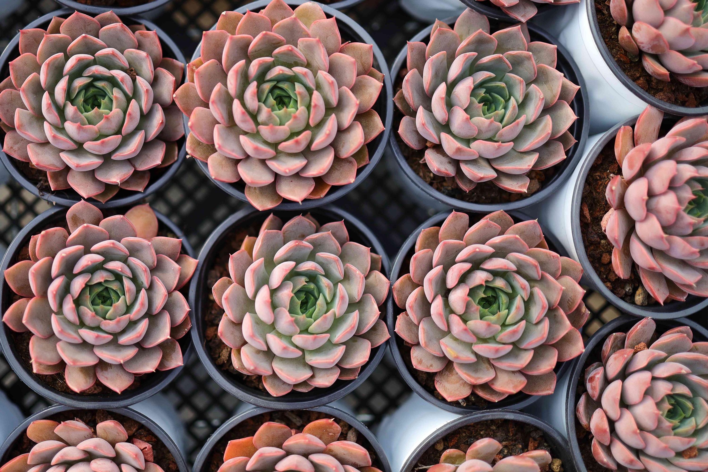 エケベリア「レディローズ」 - 生きた多肉植物 - Etsy 日本