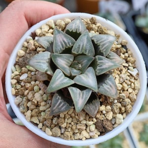 Haworthia White Widow  - Live Succulent