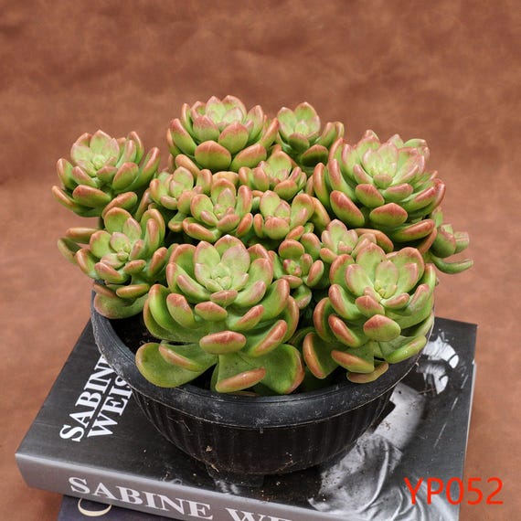 Echeveria Subsessilis Variegata - Live Plants, YP052