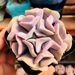 Graptopetalum 'Victor Kane' variegated , Rare Live Succulent