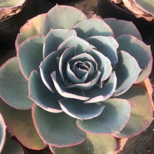 Echeveria &#39;Da Vinci code&#39; , Rare Live Succulent
