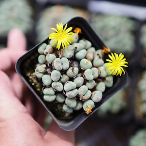 Conophytum pageae - Etsy 日本