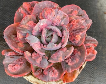 Echeveria &#39;rain drops&#39; variegated , Rare Live Succulent