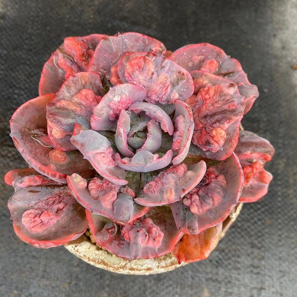 Echeveria 'rain drops' variegated , Rare Live Succulent