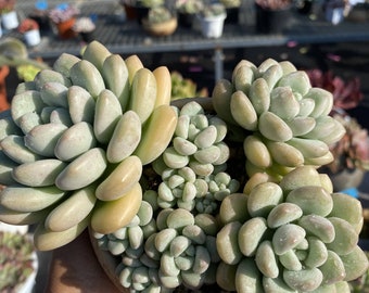 Pachyphytum 'Bubble Gum', plante succulente vivante rare