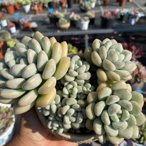 Pachyphytum 'Bubble Gum' , Rare Live Succulent