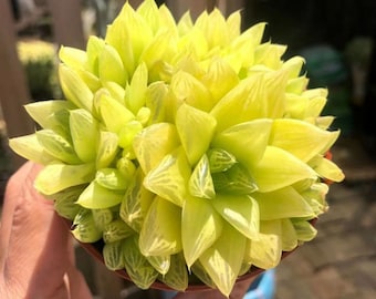 haworthia gold, Rare Live Succulent