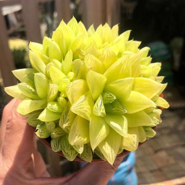 haworthia gold, Rare Live Succulent