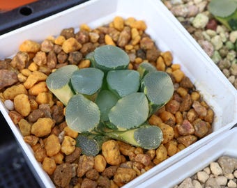 Haworthia maughanil copa luminosa abigarrada - Suculenta viva