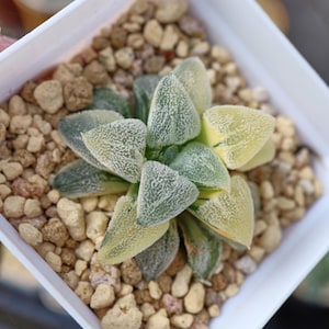 Haworthia Pygmaea Diyuan Variegated - Live Succulent