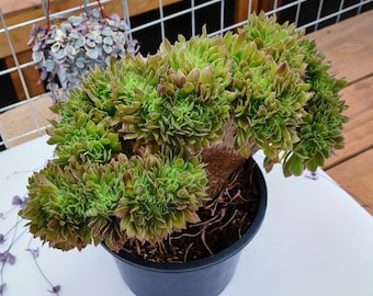 アエオニウム ピンク ウィッチ、多肉植物、多肉植物ギフト - Etsy 日本