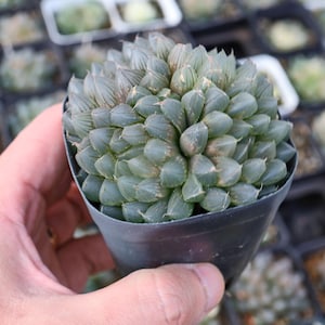Haworthia cooperi Black Muscle  - Live Succulent