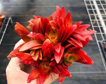 Crassula capitella 'Campfire', Rare Live Succulent