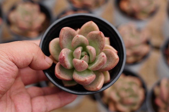 Echeveria 'avocado Cream' - Live Succulent - Etsy