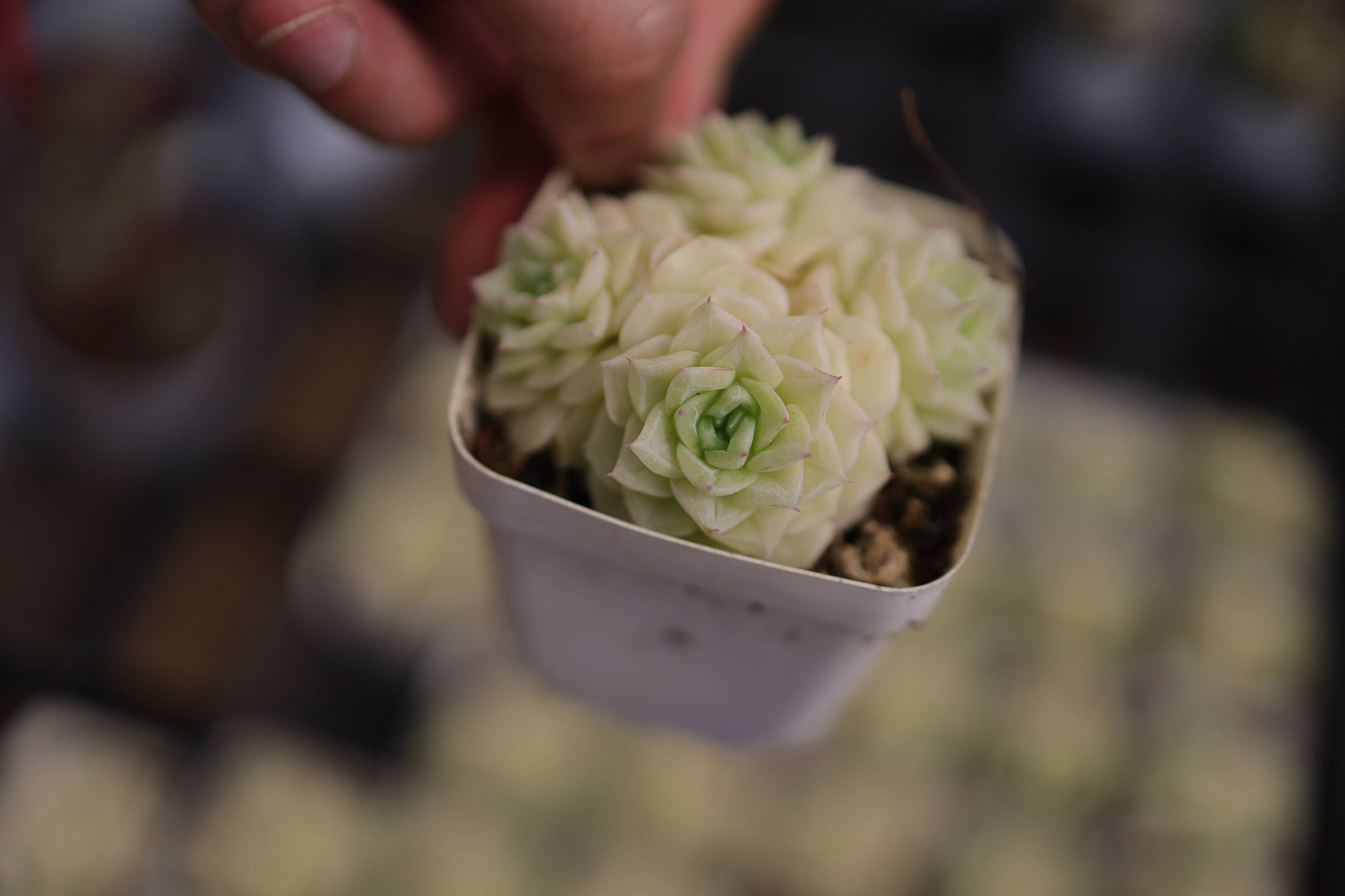エケベリア ホワイト スワン - 生きた多肉植物 - Etsy 日本