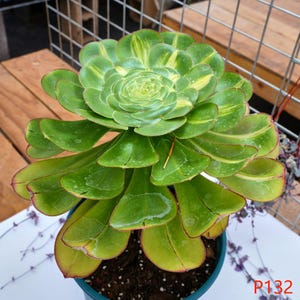 Aeonium Despot - Lebende Pflanzen, P132