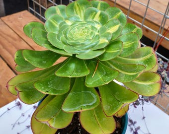 アエオニウム イブニングバンケット - 生植物、P130 - Etsy 日本