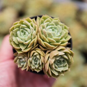 Echeveria &#39;Onslow&#39;- Live Succulent