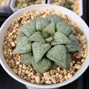 Haworthia emelyae white beat - Live Succulent