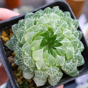 Haworthia Cooperi flower butterfly Variegated - Live Succulent