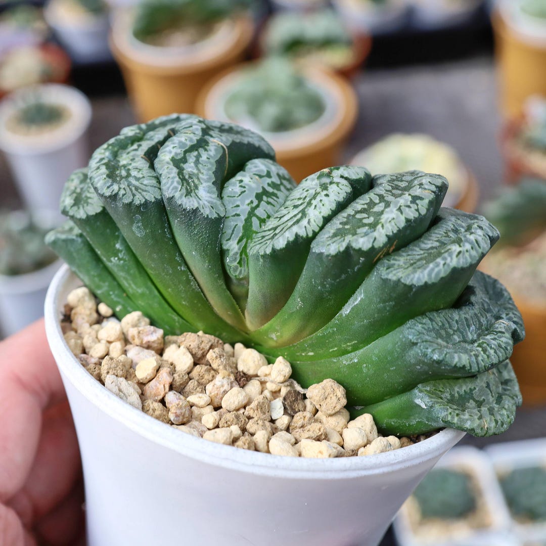 Haworthia Truncata Xuanwu - Live Succulent - Etsy