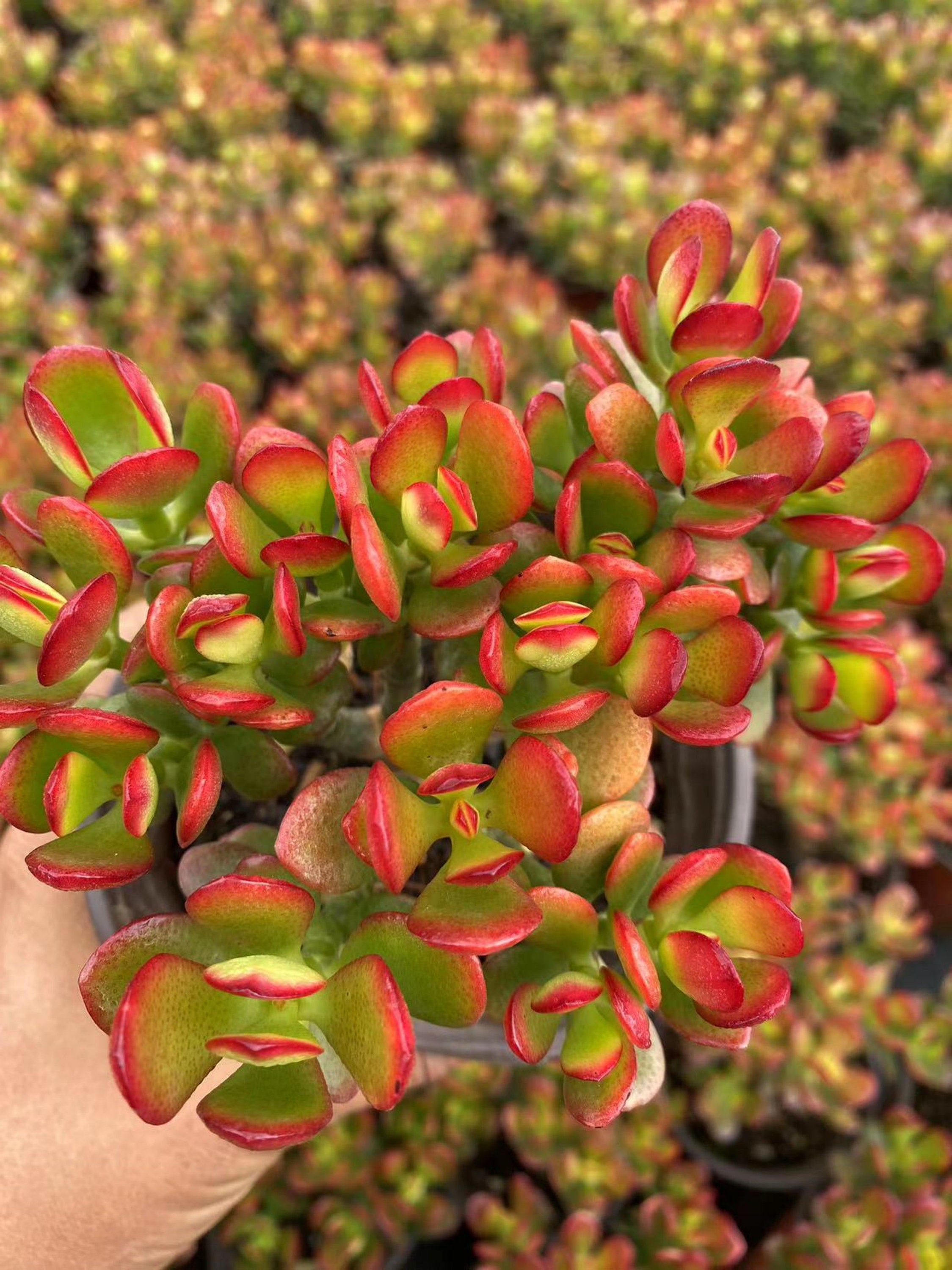 1 Mini Cactus Succulents Cacti in Pot Easy Care Evergreen Foliage Indoor Plant e