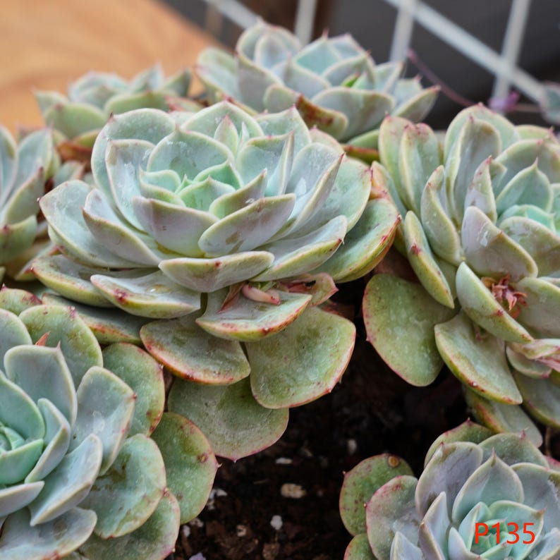 LINshenHK Echeveria Blue Heron